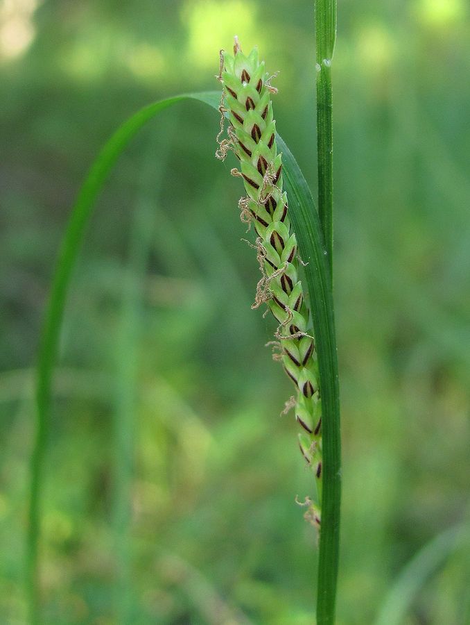 Изображение особи Carex nigra.