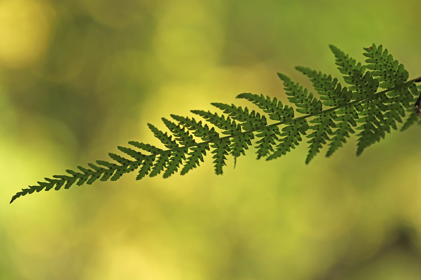 Image of Woodsia caucasica specimen.