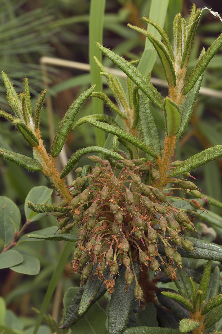 Image of Ledum maximum specimen.