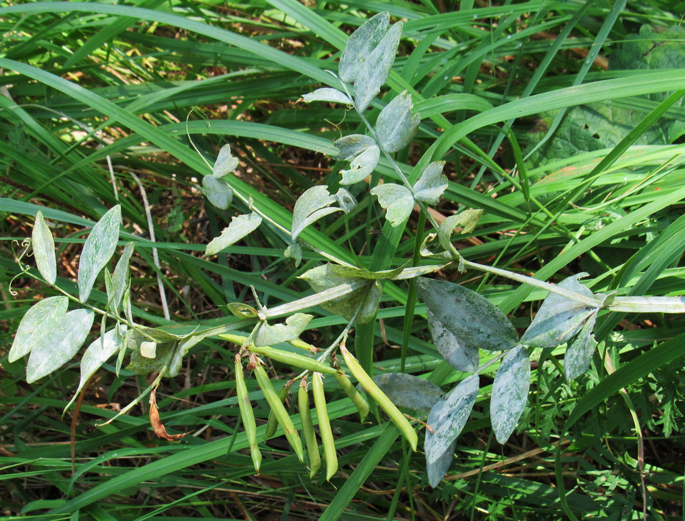 Image of Lathyrus pisiformis specimen.