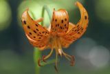 Lilium debile