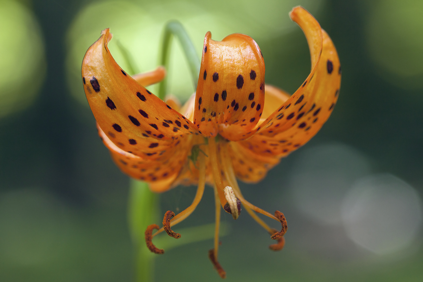 Изображение особи Lilium debile.