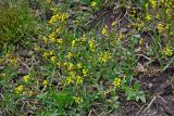 Draba nemorosa
