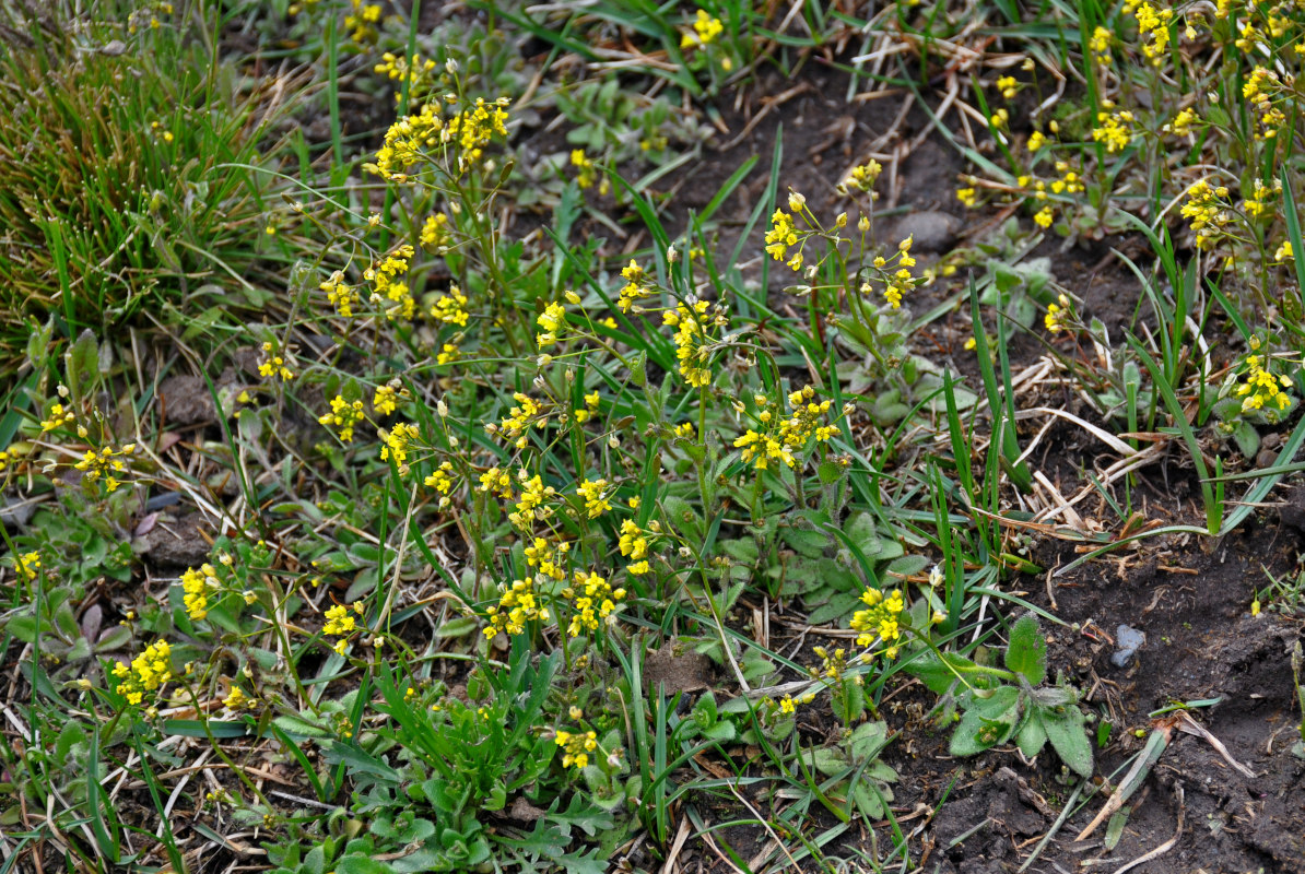 Image of Draba nemorosa specimen.