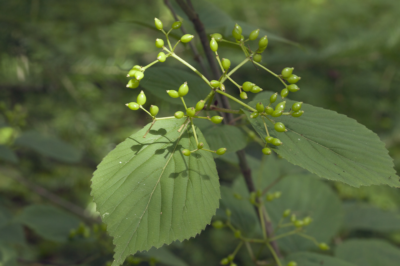Image of Viburnum wrightii specimen.