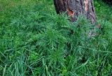 Urtica cannabina