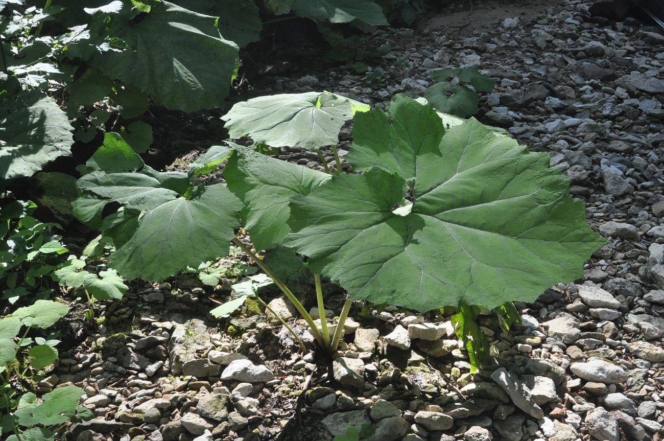 Image of Petasites albus specimen.