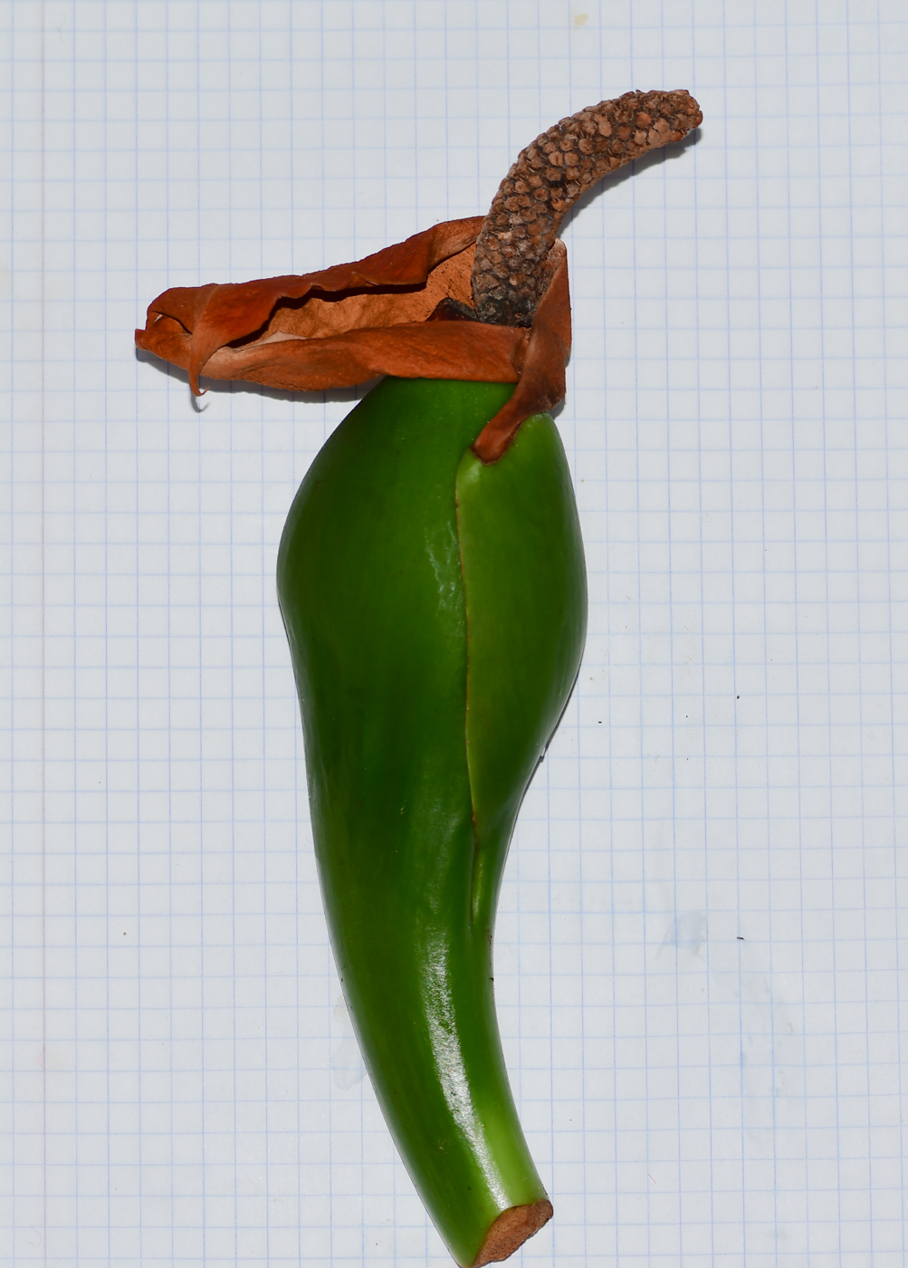 Изображение особи Syngonium podophyllum.