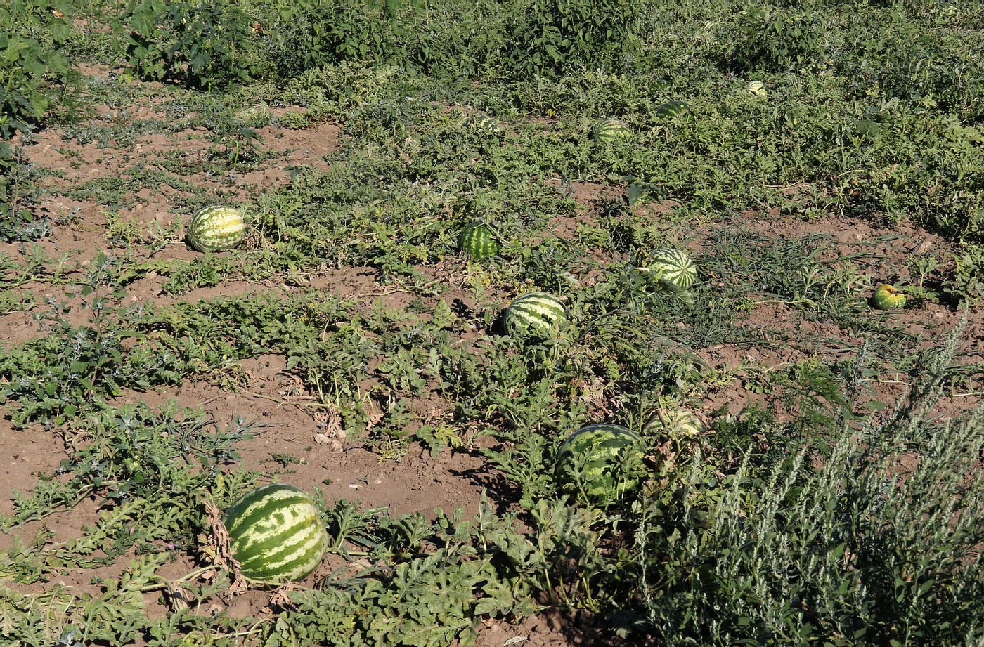 Изображение особи Citrullus lanatus.