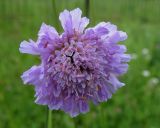 Knautia arvensis