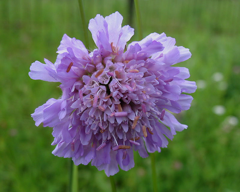 Изображение особи Knautia arvensis.