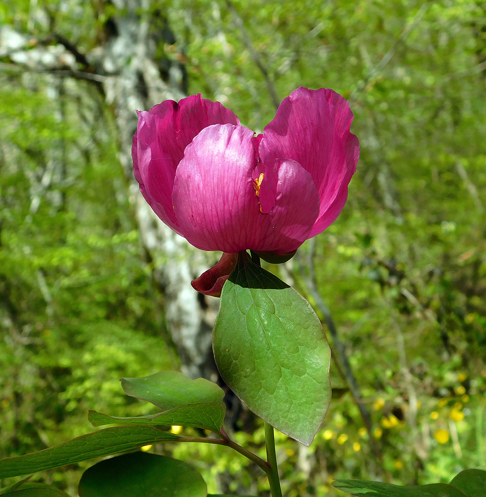 Изображение особи Paeonia caucasica.