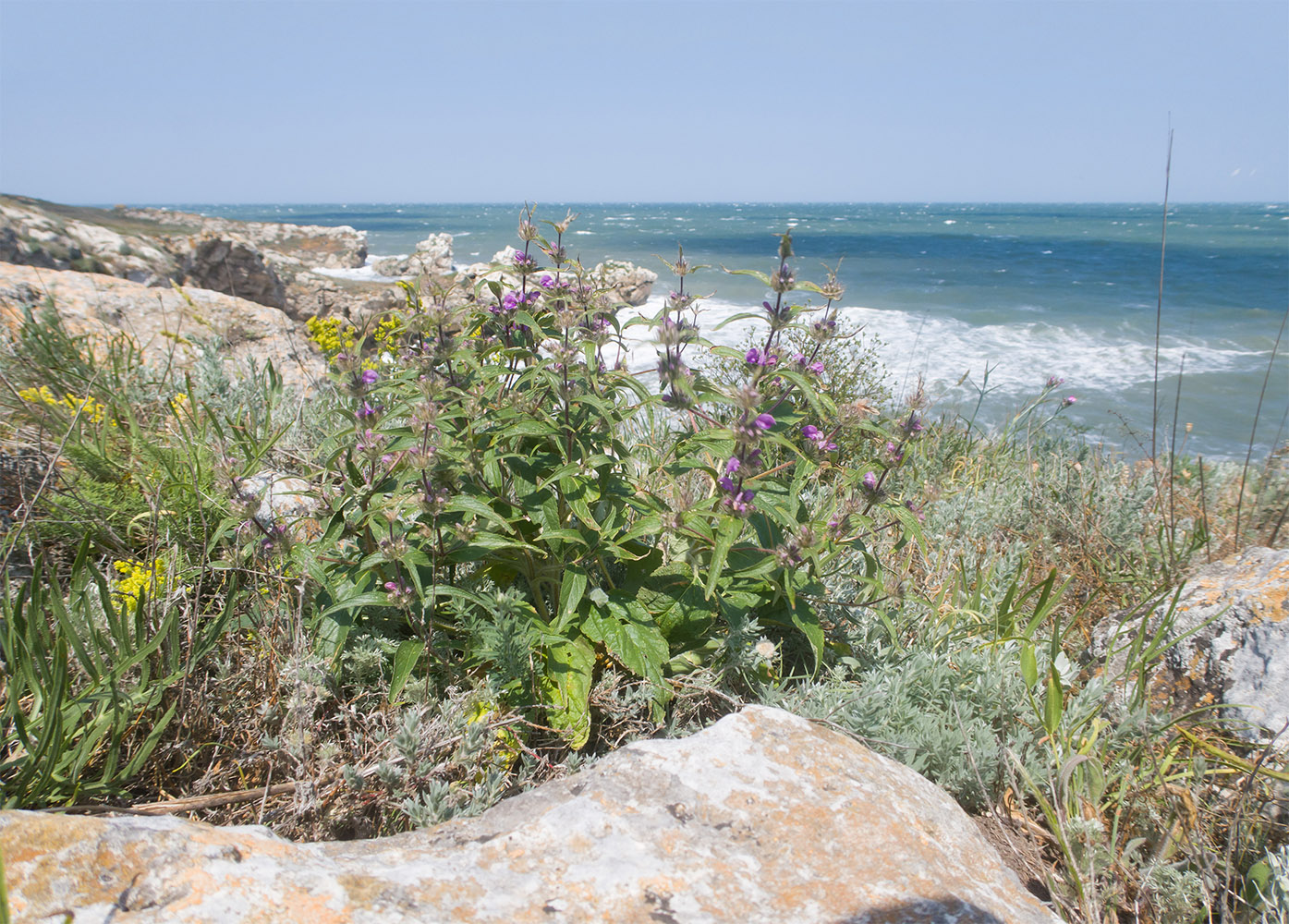 Image of Phlomis pungens specimen.