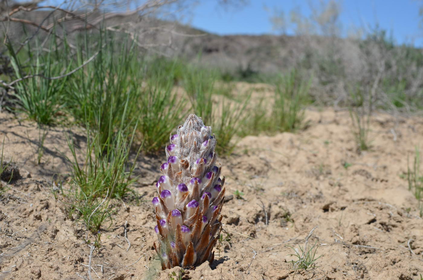 Image of Cistanche salsa specimen.