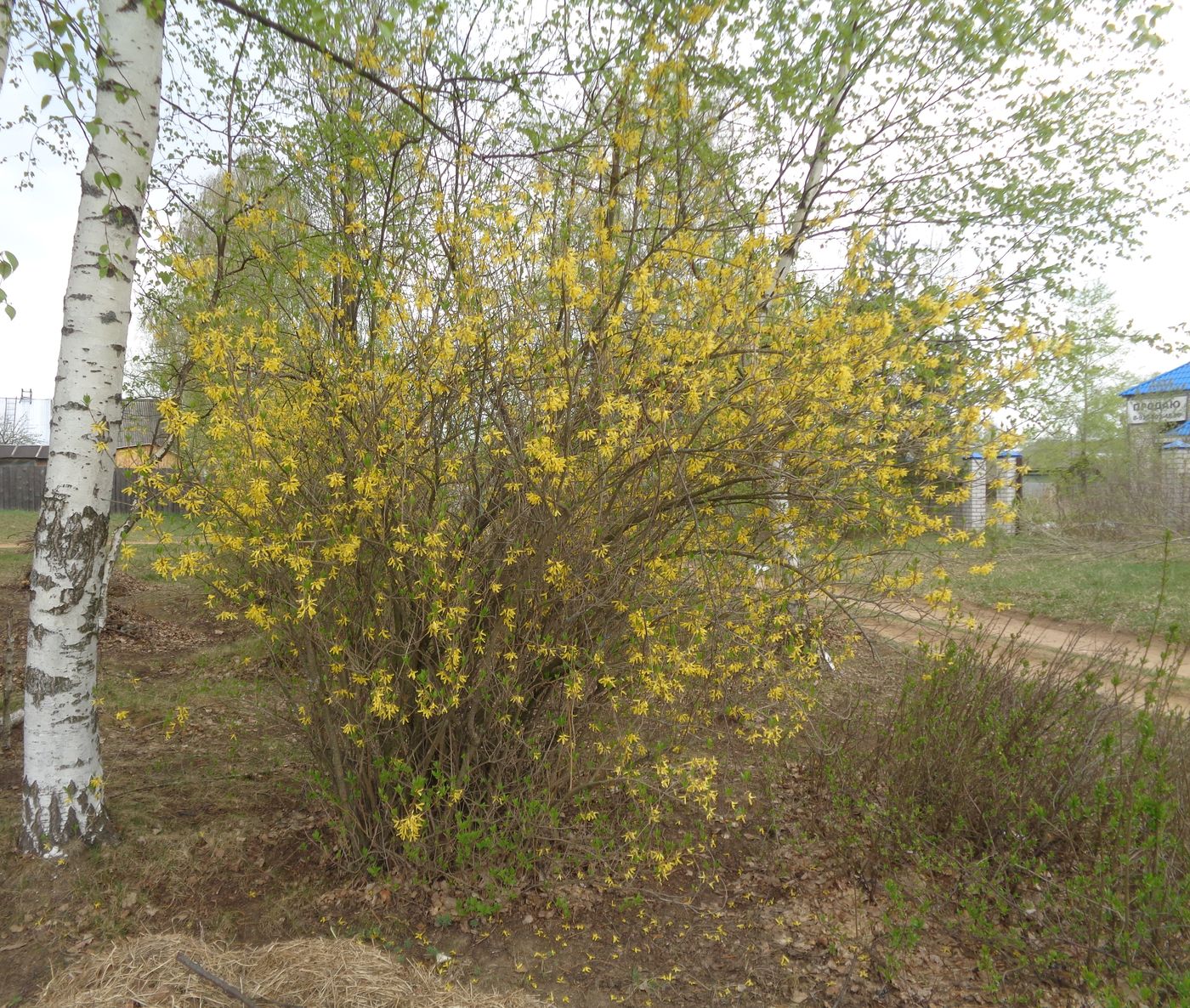 Изображение особи Forsythia ovata.