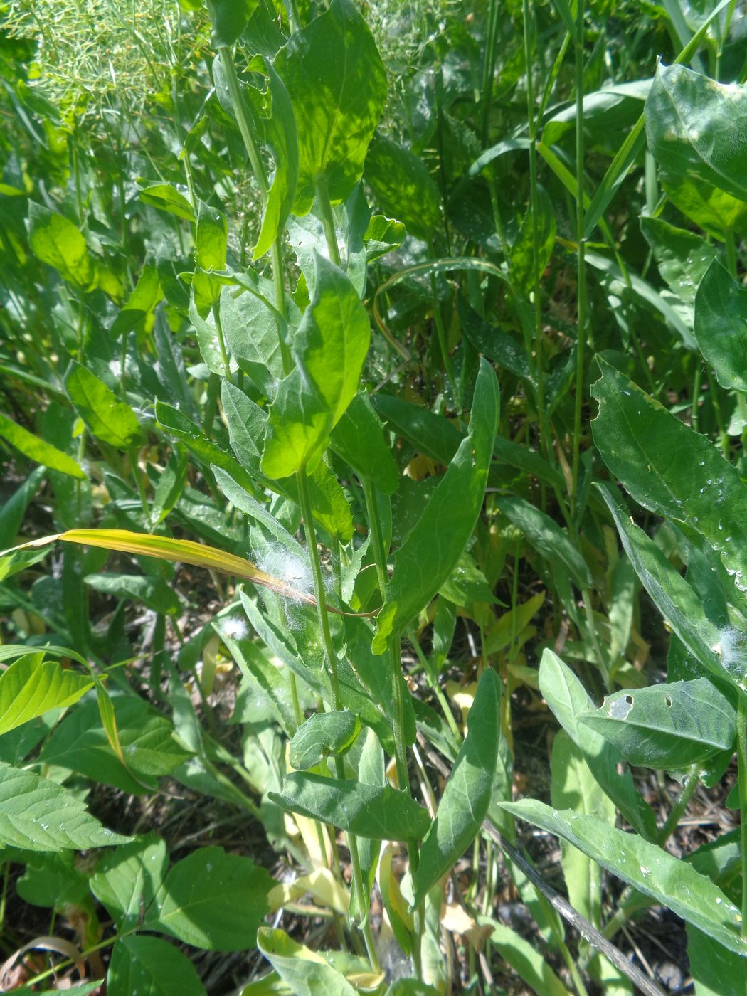 Image of Cardaria draba specimen.