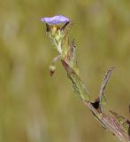 Convolvulus pentapetaloides