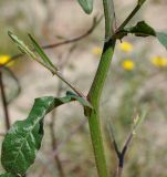 Image of taxon representative. Author is Роланд Цандекидис