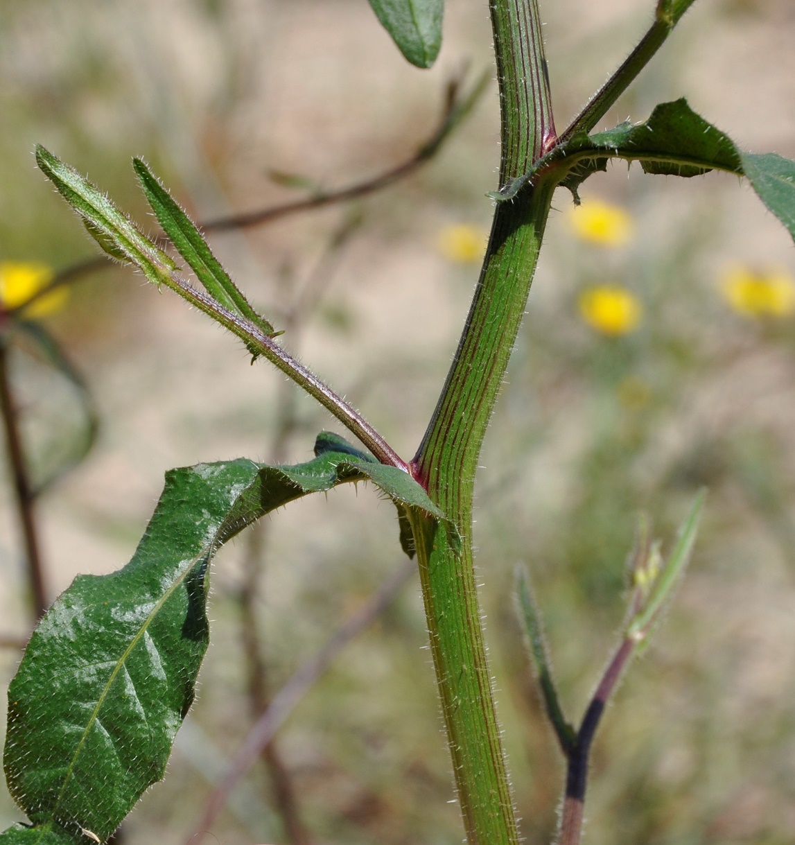 Image of Picris rhagadioloides specimen.