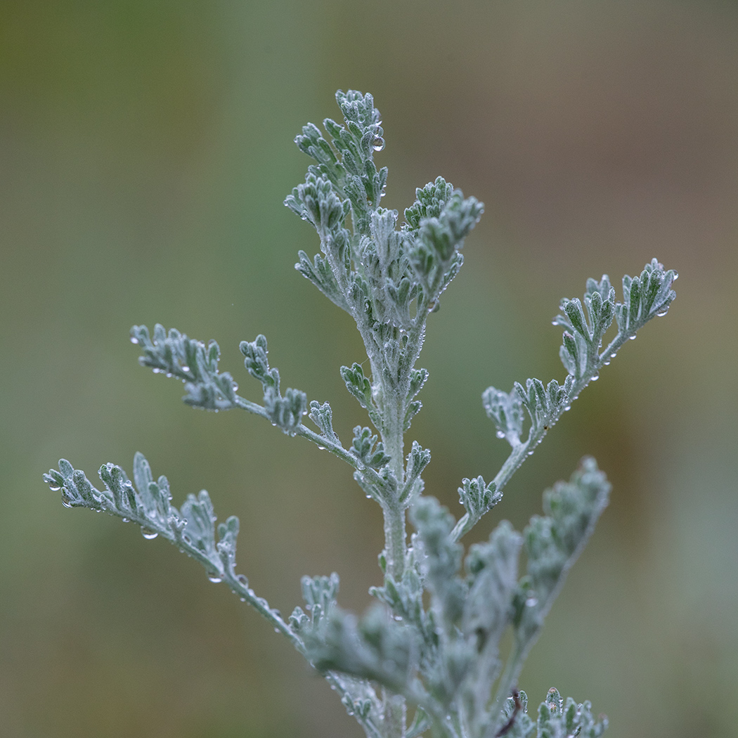 Image of Artemisia austriaca specimen.