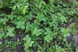 Paris quadrifolia