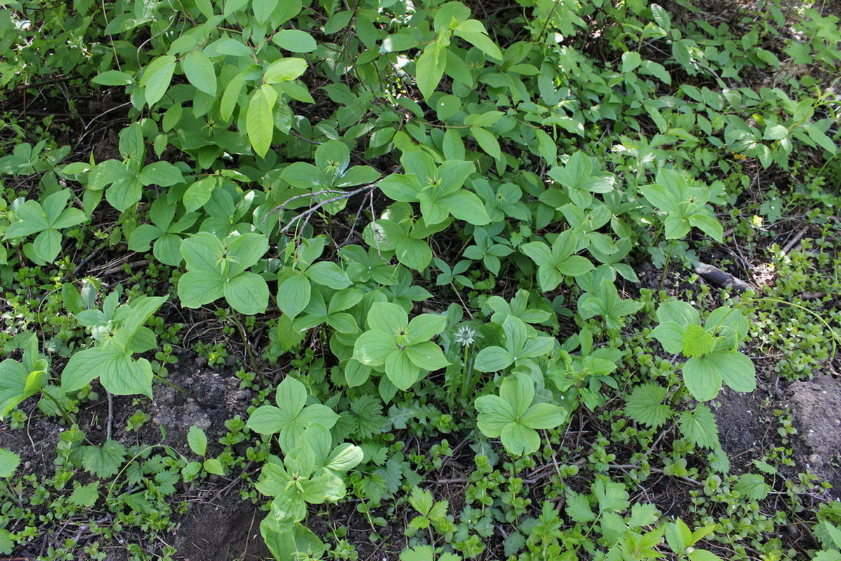 Image of Paris quadrifolia specimen.