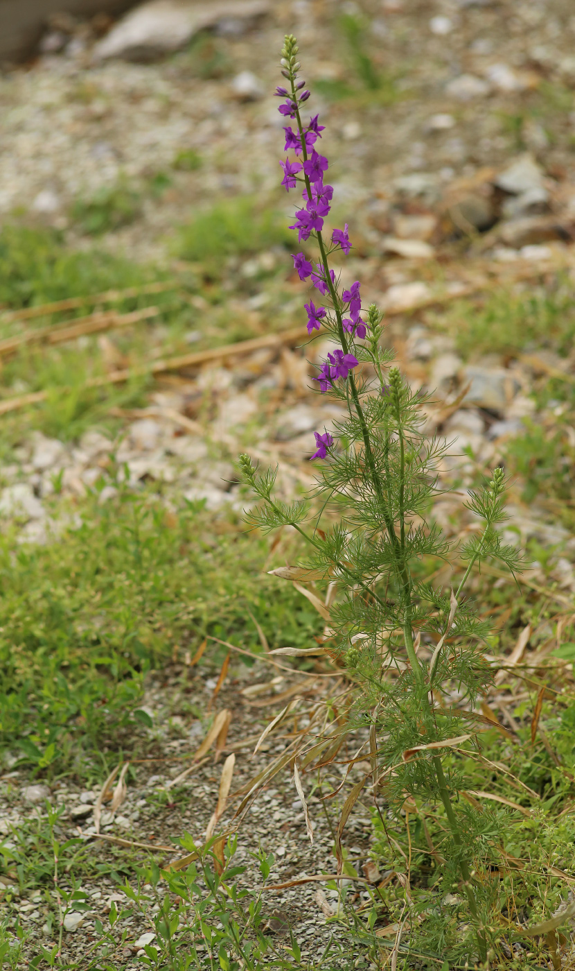 Изображение особи Delphinium hispanicum.