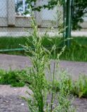 Poa pratensis. Верхушка расцветающего растения. Московская обл., г. Электрогорск, обочина тротуара. 15.05.2020.