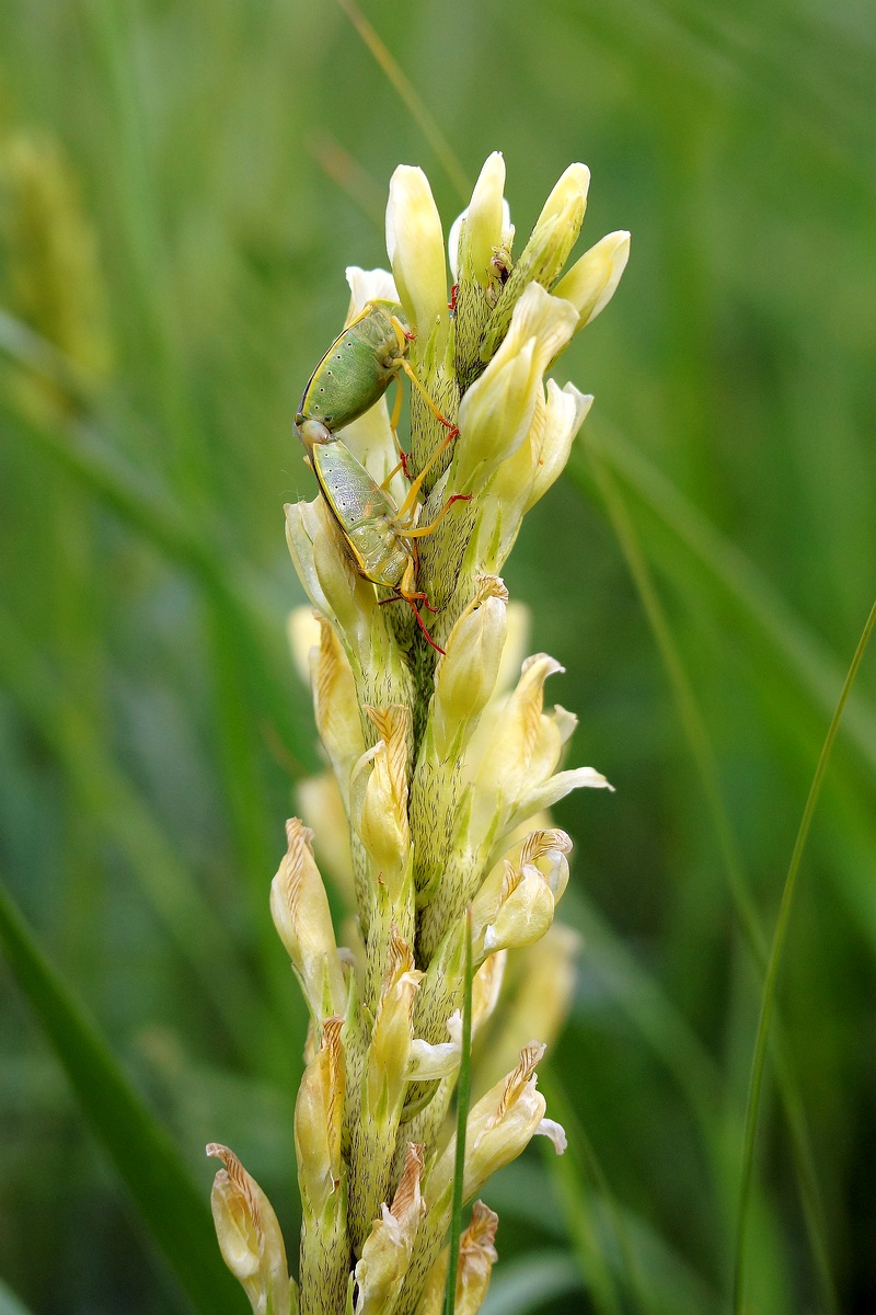 Изображение особи Astragalus asper.