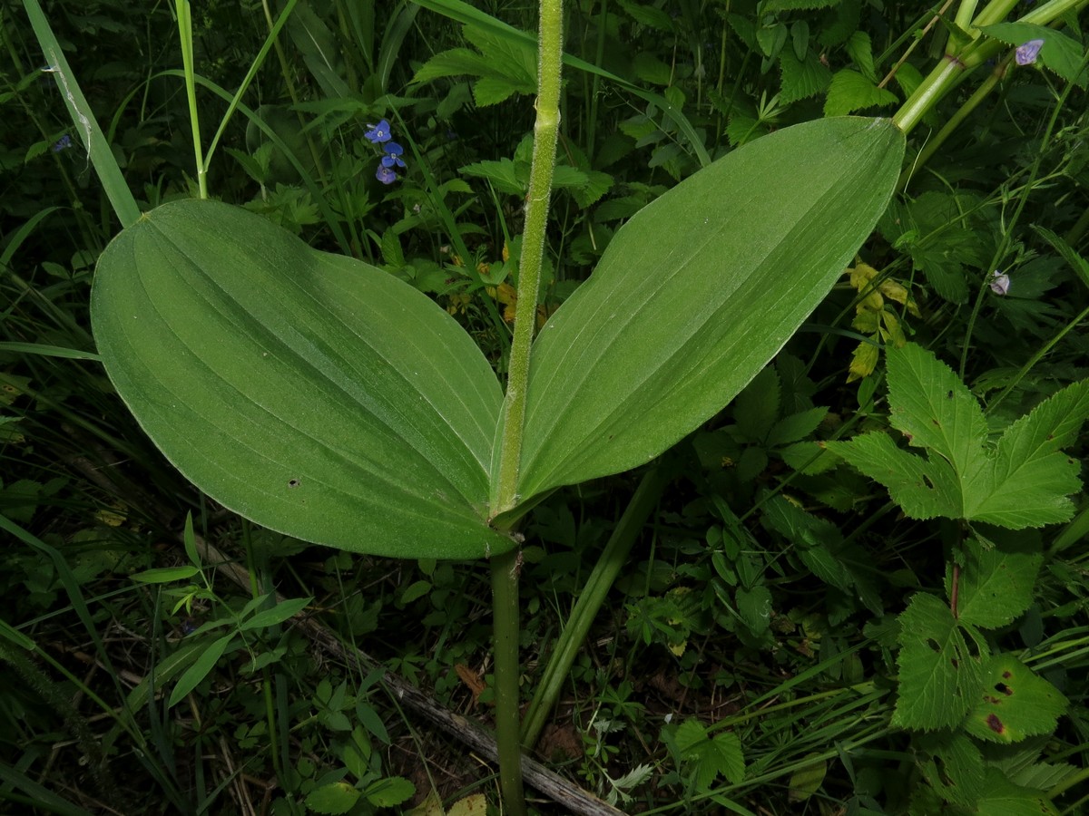 Изображение особи Listera ovata.