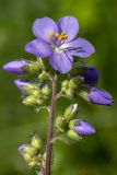 Polemonium caeruleum. Верхушка расцветающего соцветия. Башкортостан, окр. г. Стерлитамак, склон оврага. 13.06.2020.