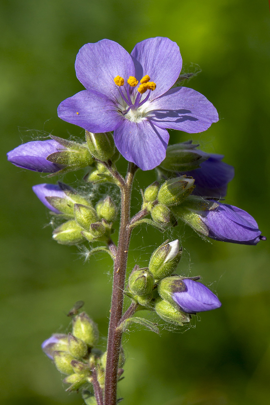 Image of Polemonium caeruleum specimen.