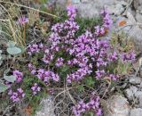 Thymus seravschanicus