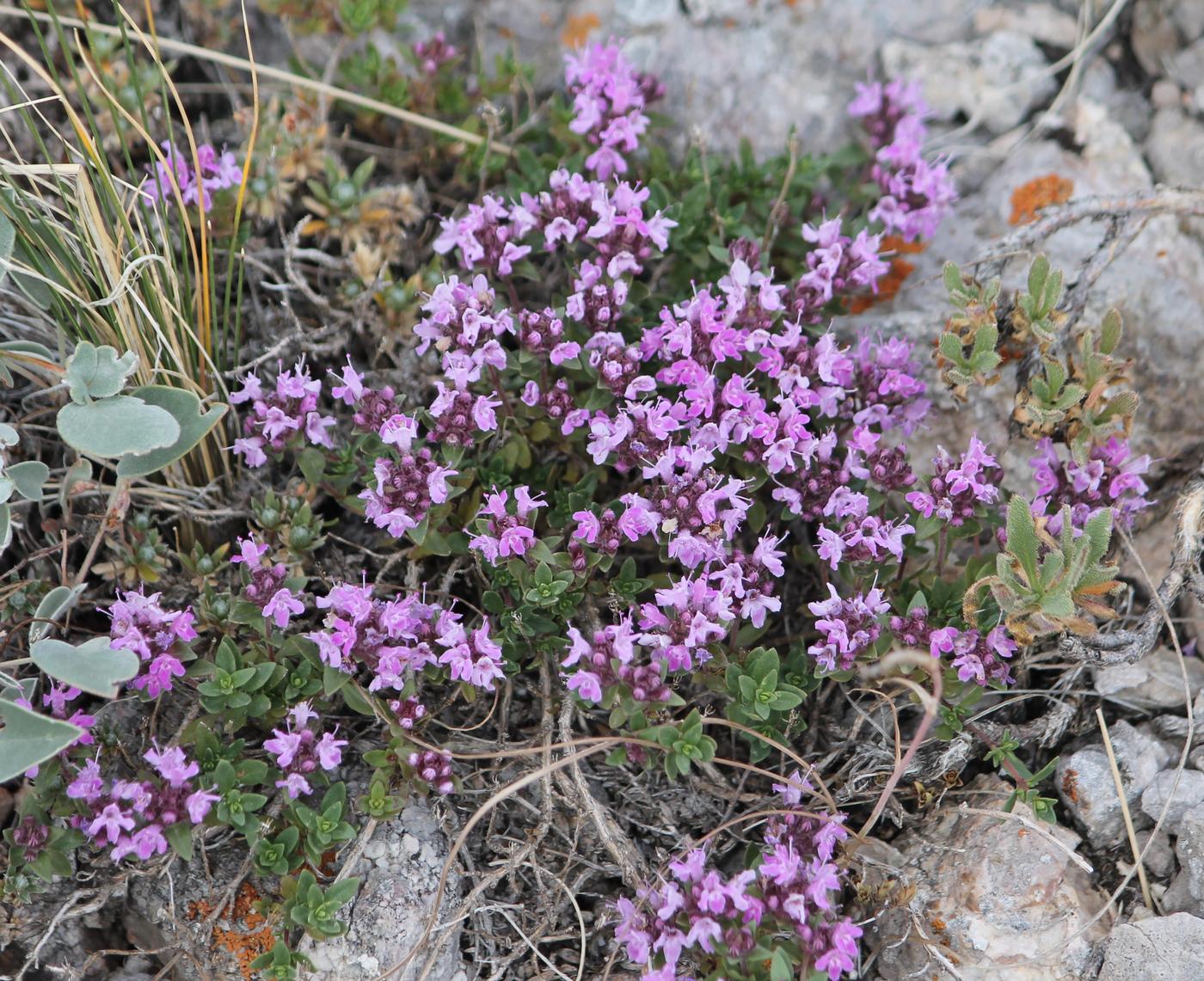 Изображение особи Thymus seravschanicus.