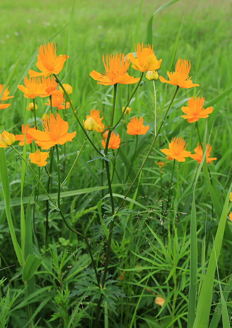 Image of Trollius macropetalus specimen.