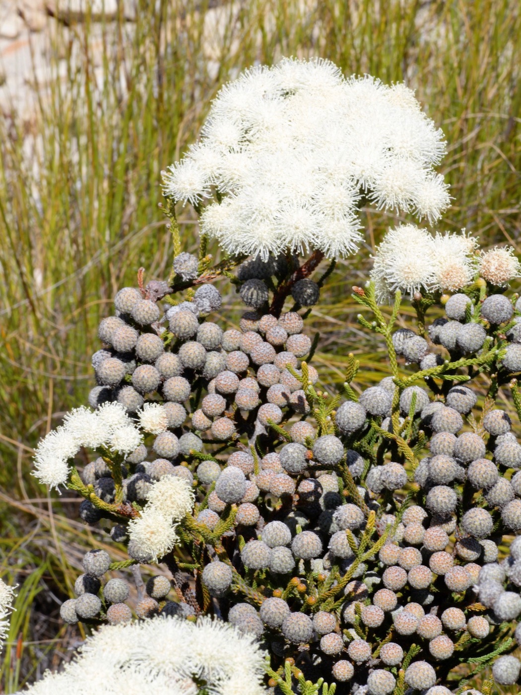 Изображение особи Brunia noduliflora.