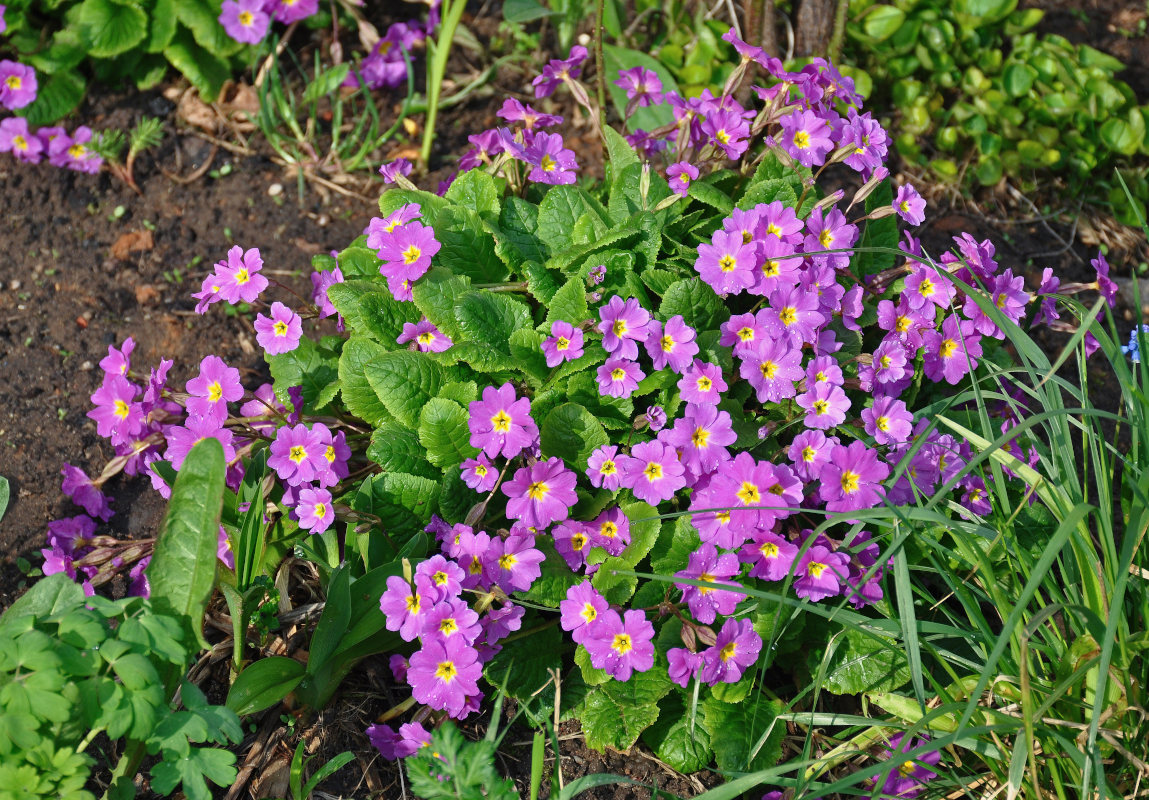 Изображение особи Primula &times; polyantha.