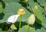 Nelumbo caspica