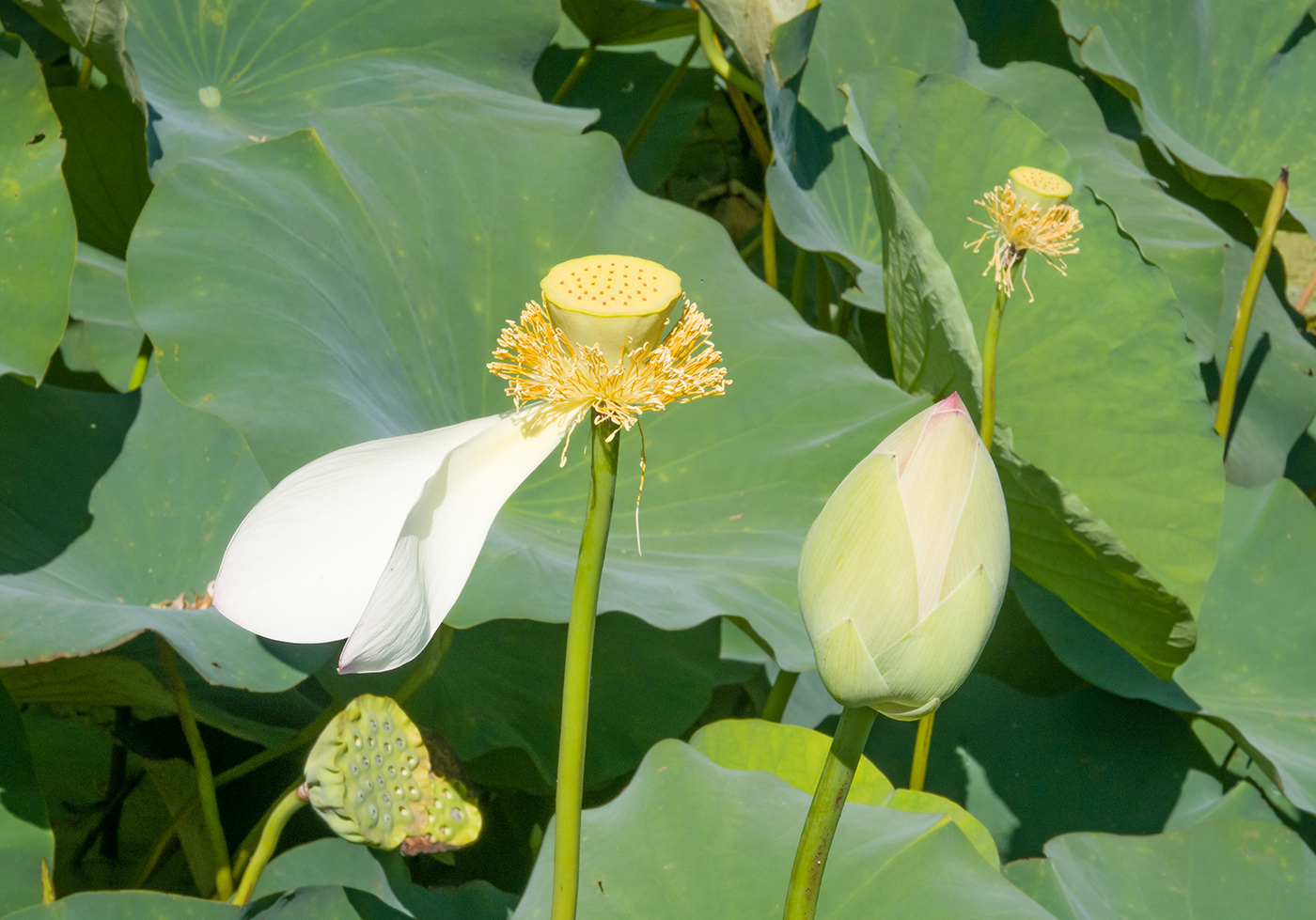 Image of Nelumbo caspica specimen.
