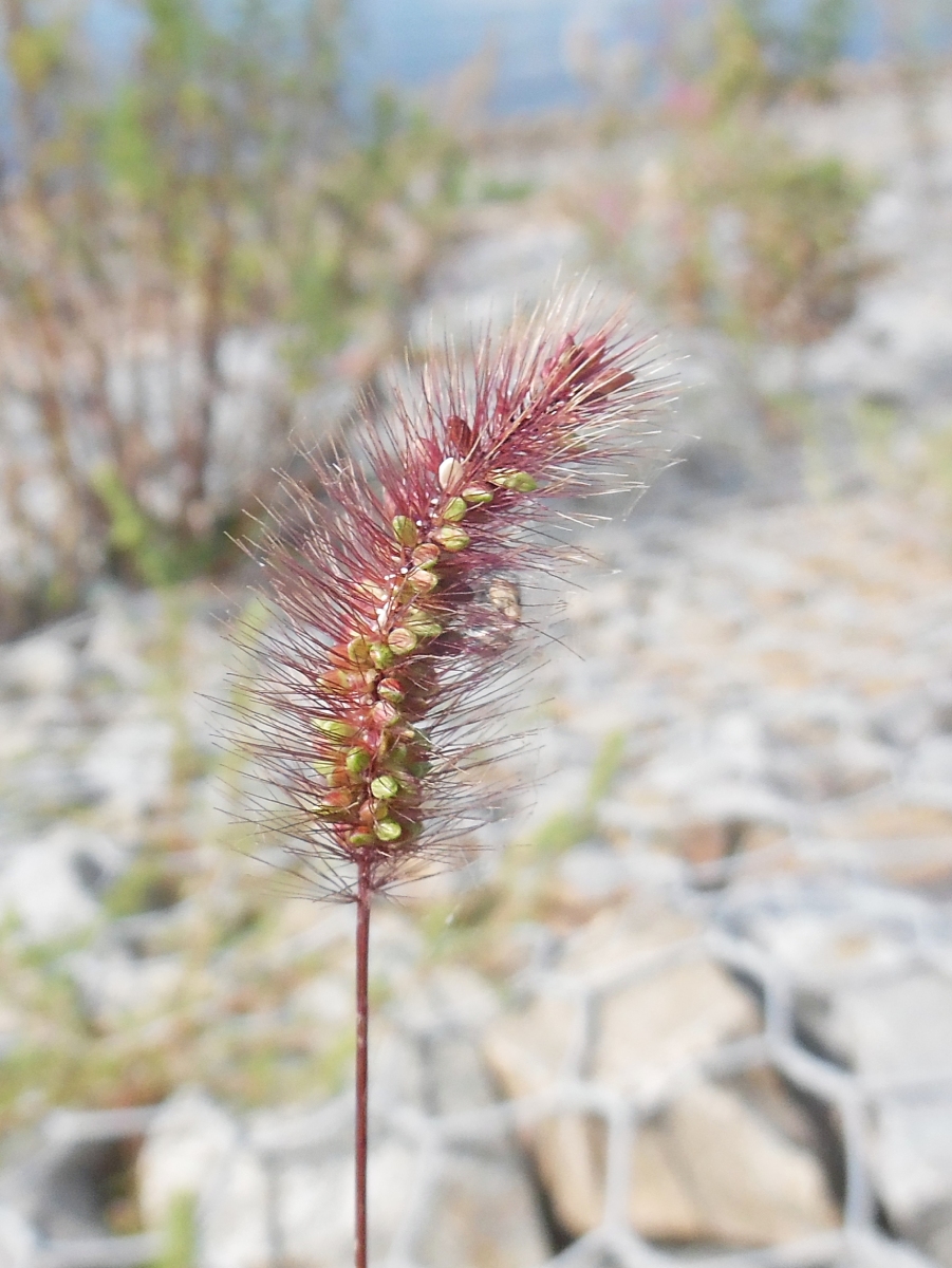 Image of Setaria pumila specimen.