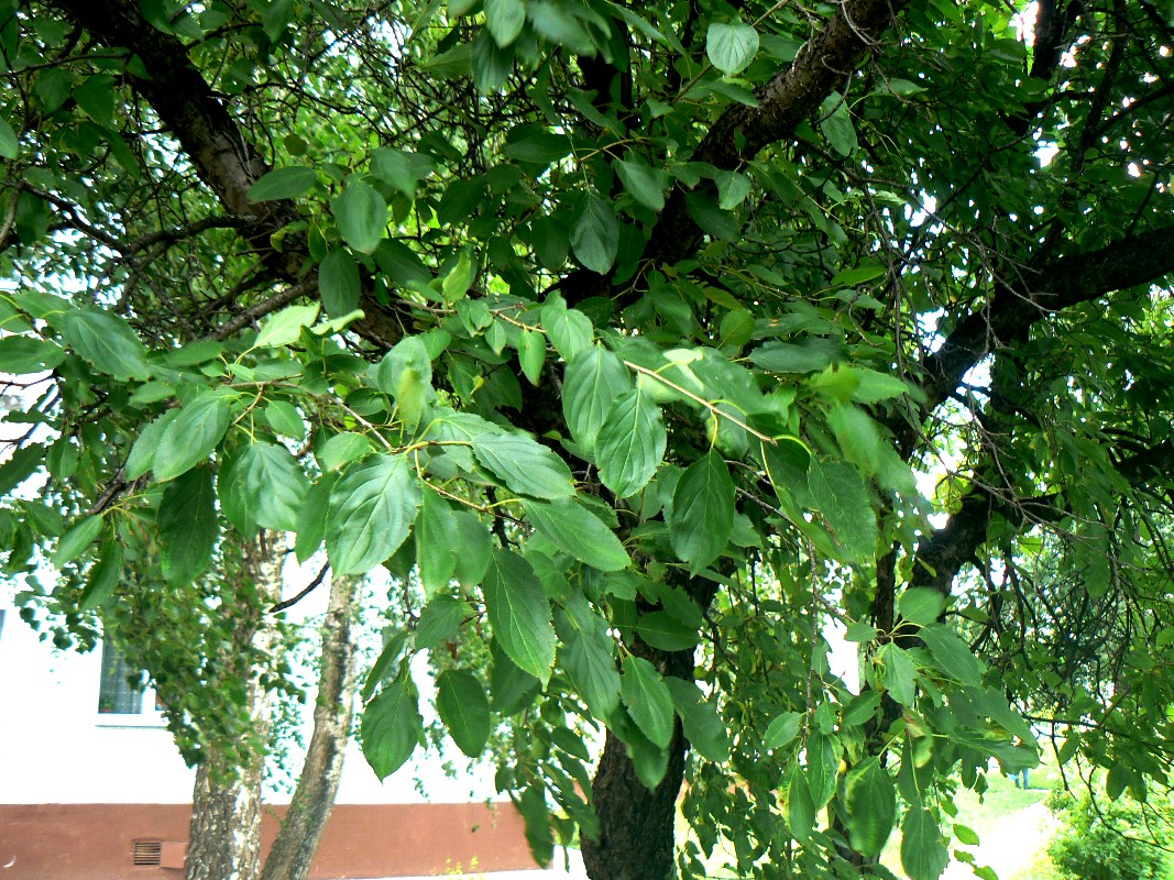 Image of Rhamnus cathartica specimen.