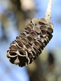 Banksia integrifolia. Соплодие со вскрывшимися плодами. Испания, автономное сообщество Каталония, провинция Жирона, комарка Баш-Эмпорда, муниципалитет Палафружель, ботанический сад \"Кап-Роч\". 08.12.2019.