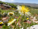 Taraxacum confusum. Верхушки побегов с соцветиями. Адыгея, Кавказский биосферный заповедник, Абадзешский перевал, ≈ 2000 м н.у.м., субальпийский луг на месте поздно растаявшего большого снежника. 31.08.2019.