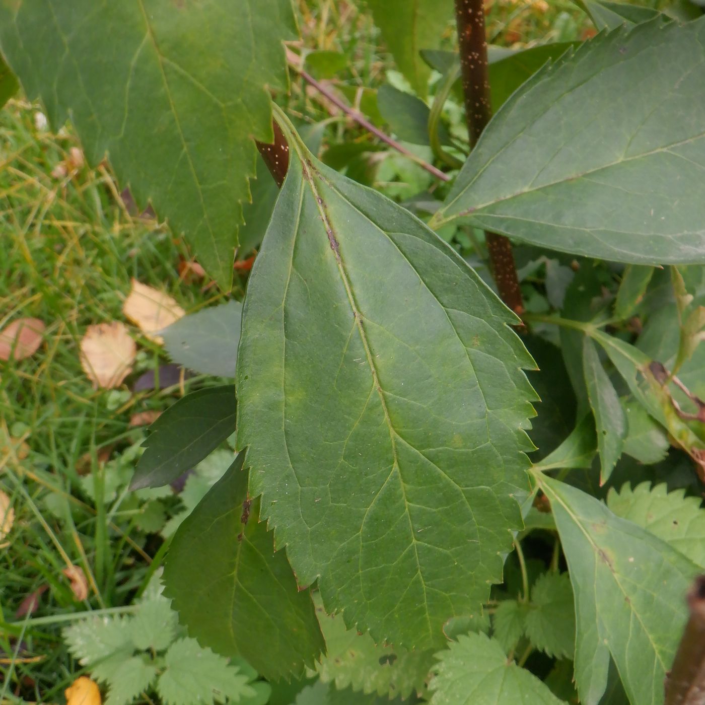 Image of Forsythia &times; intermedia specimen.