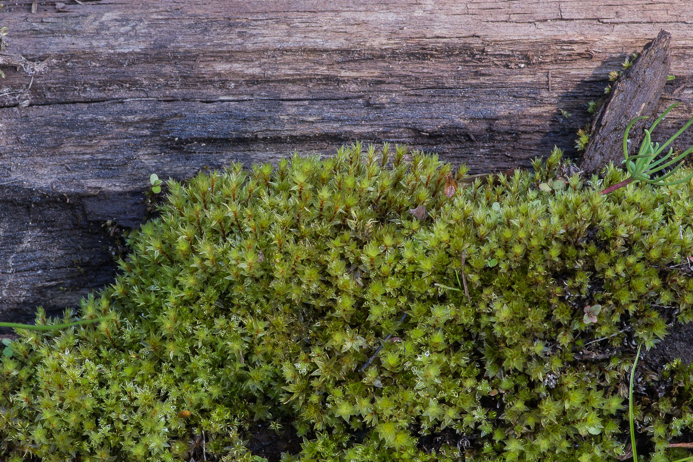 Image of genus Bryum specimen.