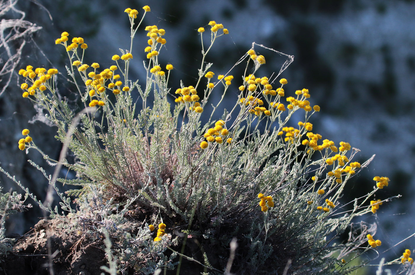 Image of Tanacetum kittaryanum specimen.