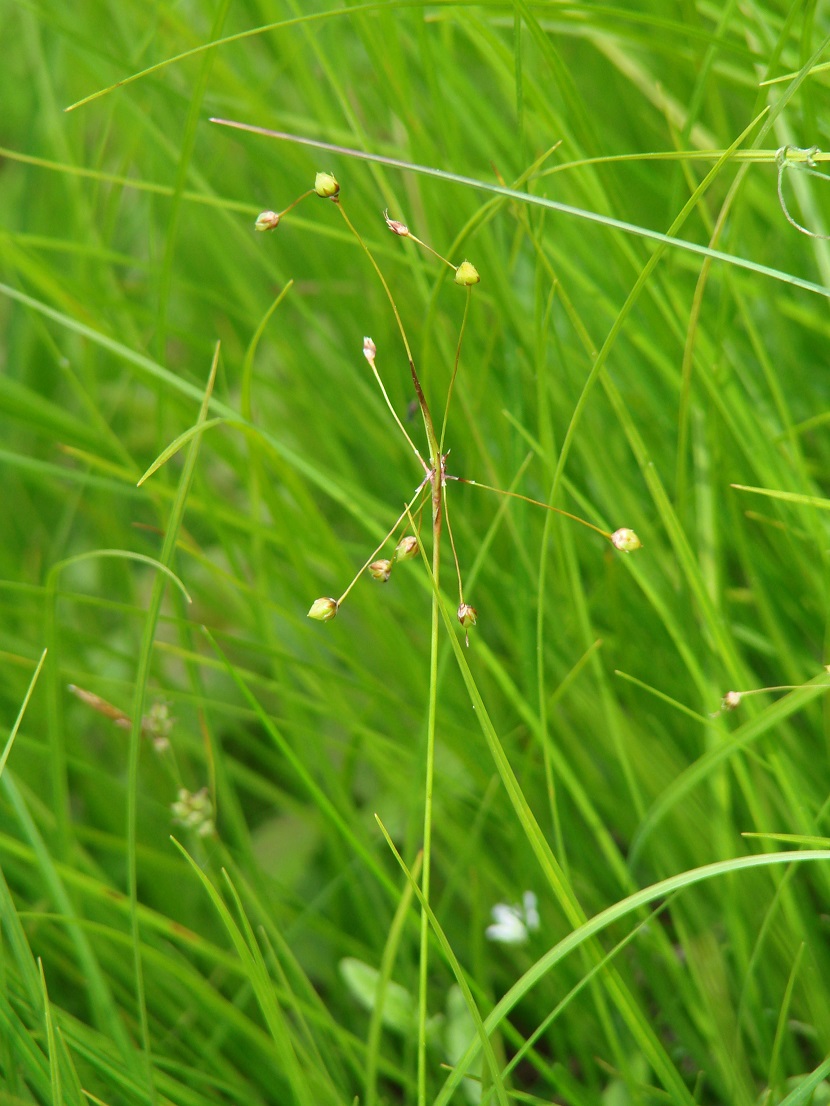 Image of Luzula pilosa specimen.