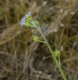 Myosotis cespitosa. Верхушка цветущего побега. Пермский край, Оханский р-н, Тулумбаихинское сельское поселение, Кунчурихинский бор, часто затапливаемый песчаный берег. 27.09.2020.