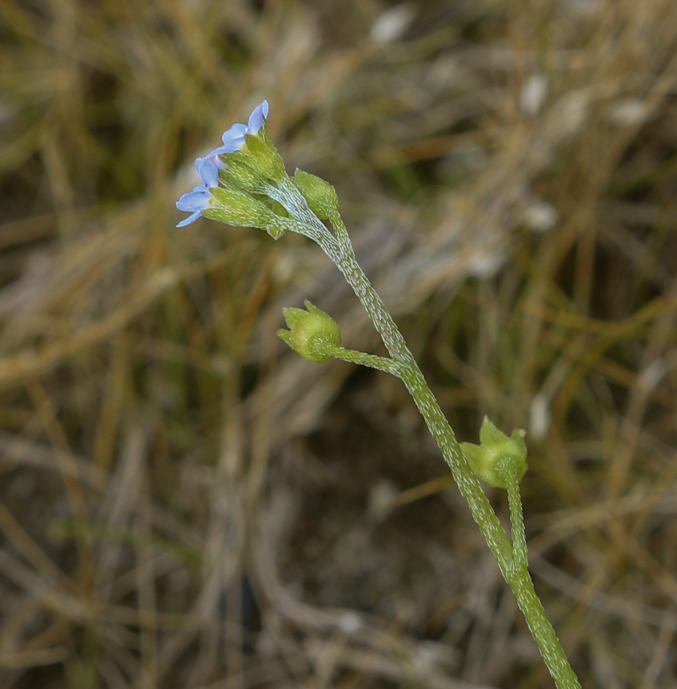 Изображение особи Myosotis cespitosa.