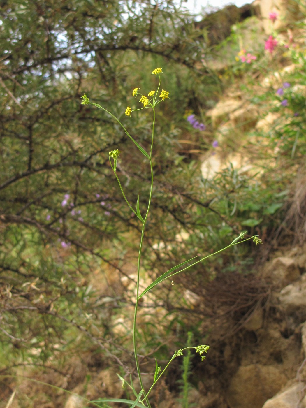 Image of Bupleurum exaltatum specimen.